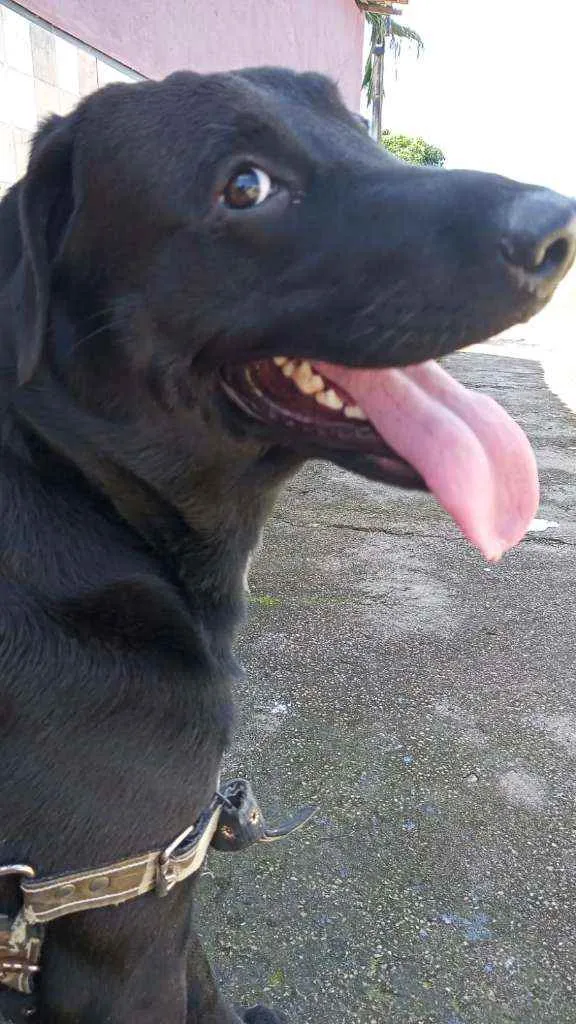 Cachorro ra a Misturado idade 2 anos nome Ralf