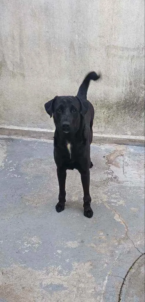 Cachorro ra a Misturado idade 2 anos nome Ralf