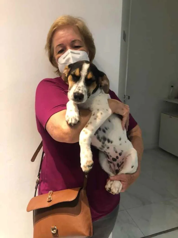 Cachorro raça SRD idade 2 a 6 meses nome Estrela