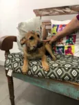 Cachorro raça SRD idade 2 a 6 meses nome Ravena 