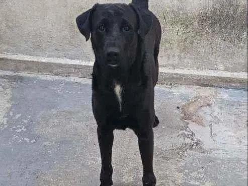 Cachorro ra a Misturado idade 2 anos nome Ralf