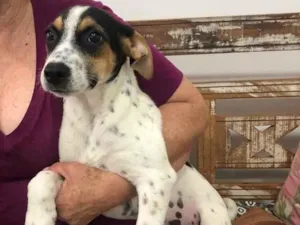 Cachorro raça SRD idade 2 a 6 meses nome Estrela