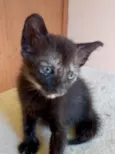 Isa