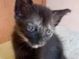 Isa
