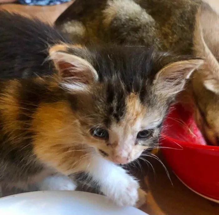 Gato ra a Srd idade Abaixo de 2 meses nome Lola