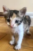 Lola