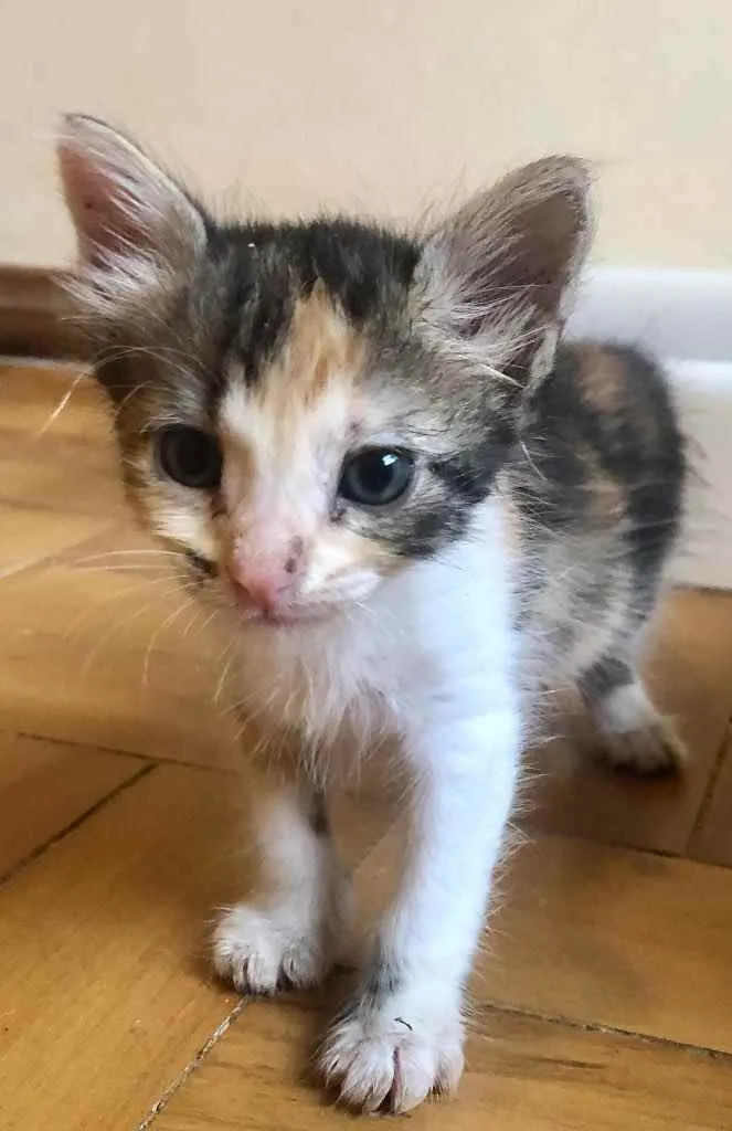 Gato ra a Srd idade Abaixo de 2 meses nome Lola
