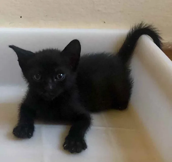 Gato ra a Srd idade Abaixo de 2 meses nome Nina