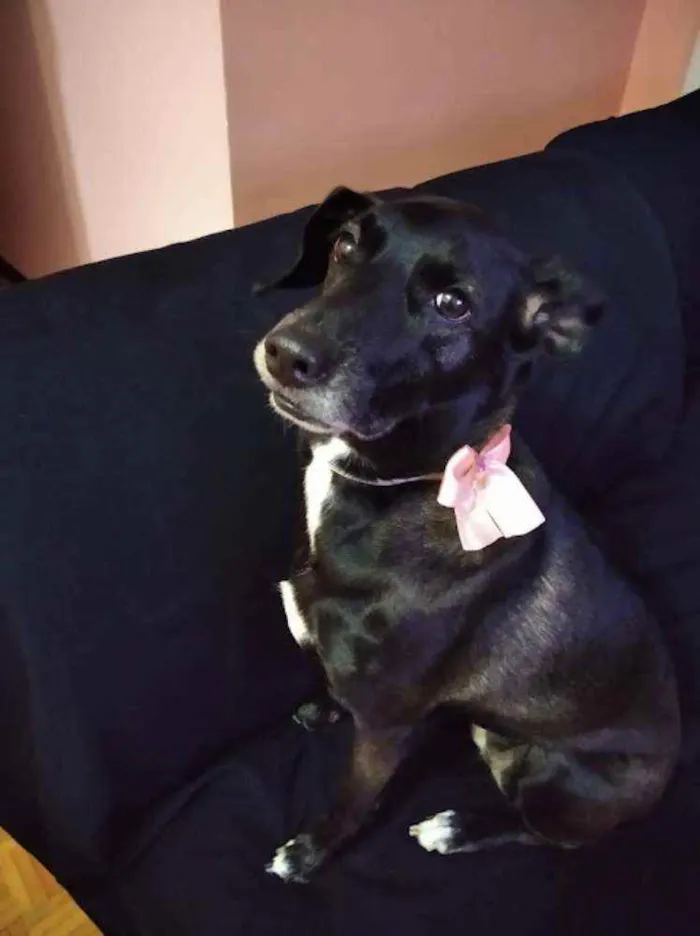 Cachorro raça SRD idade 6 ou mais anos nome Luna