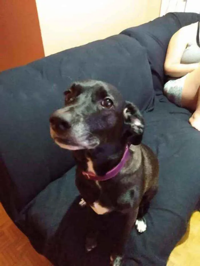 Cachorro raça SRD idade 6 ou mais anos nome Luna