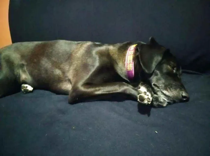 Cachorro raça SRD idade 6 ou mais anos nome Luna