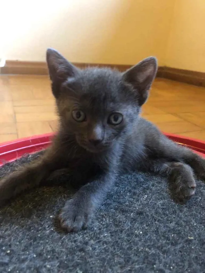 Gato ra a Srd idade Abaixo de 2 meses nome Pedroca