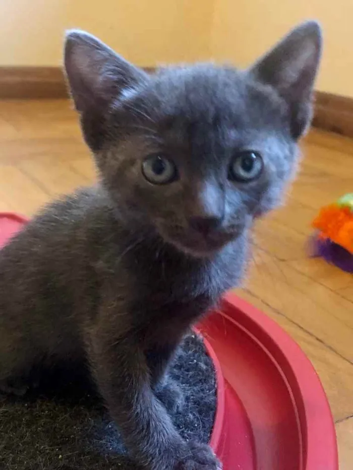 Gato ra a Srd idade Abaixo de 2 meses nome Pedroca