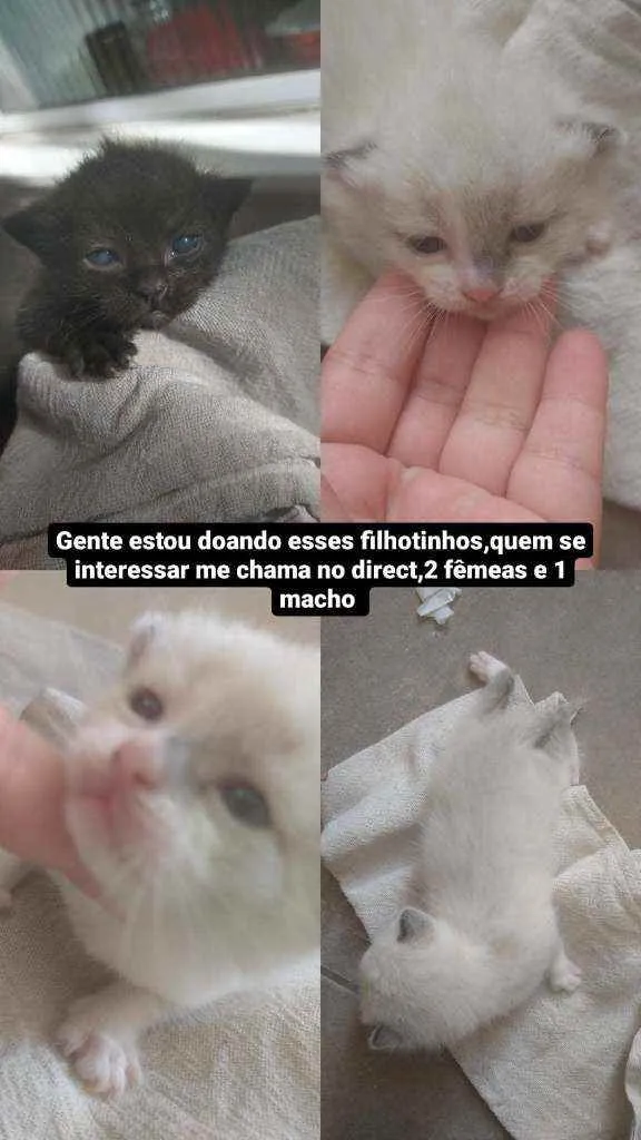 Gato ra a Siamês  idade 7 a 11 meses nome Nina