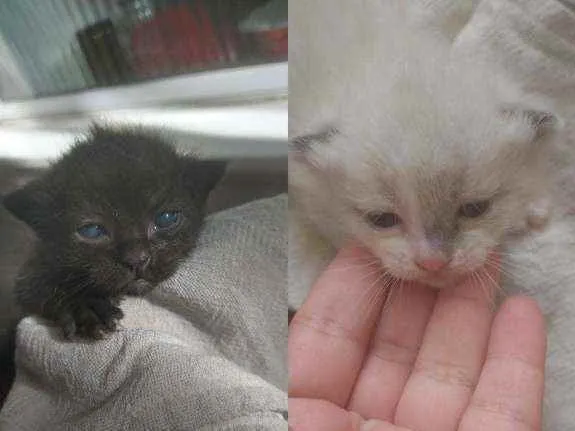 Gato ra a Siamês  idade 7 a 11 meses nome Nina
