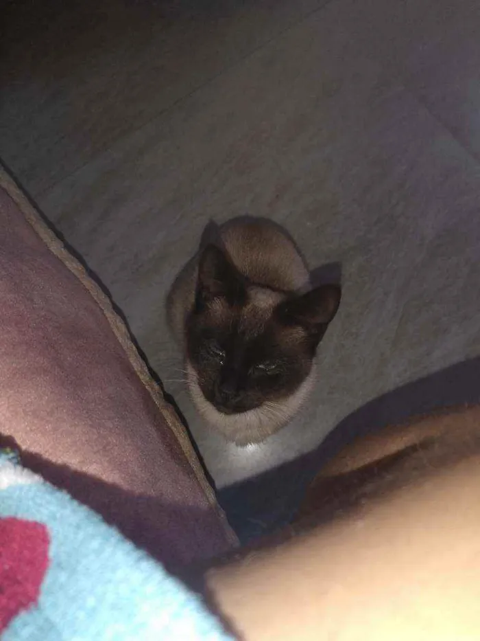 Gato ra a Siamês  idade 7 a 11 meses nome Nina
