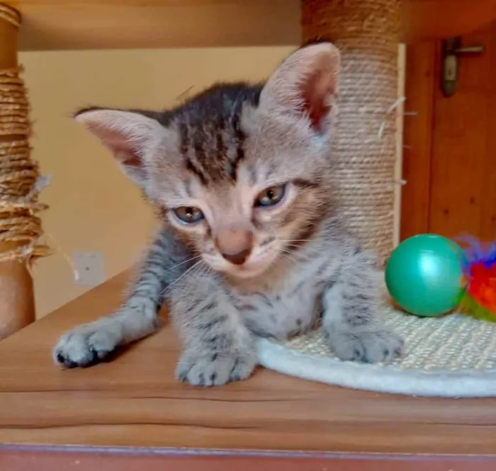 Gato ra a Srd idade Abaixo de 2 meses nome Laurinho 