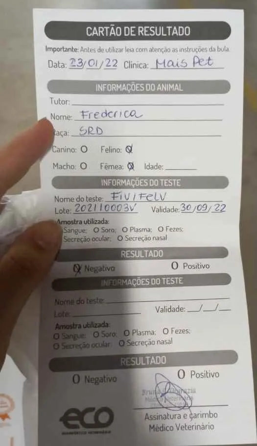 Gato ra a Srd idade 1 ano nome Frederica 