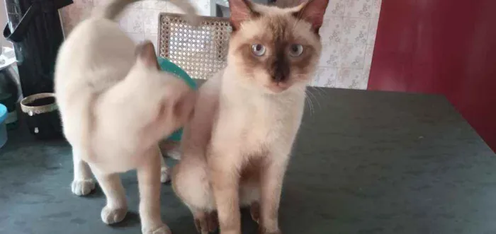 Gato raça Siamês  idade 7 a 11 meses nome Max Christopher 