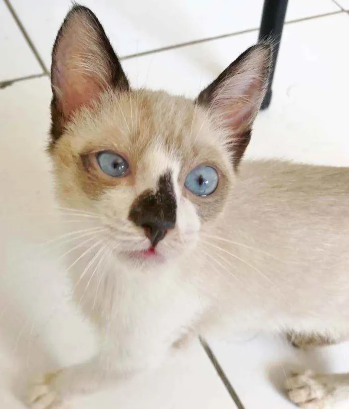 Gato raça SRD idade 2 a 6 meses nome MERLIM