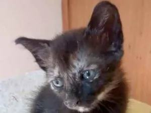 Gato raça Srd idade Abaixo de 2 meses nome Isa