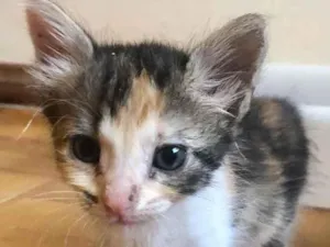Gato raça Srd idade Abaixo de 2 meses nome Lola