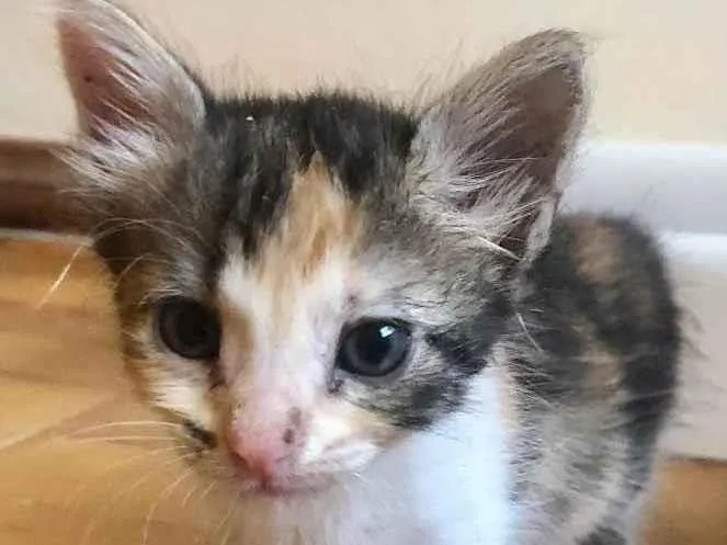 Gato ra a Srd idade Abaixo de 2 meses nome Lola