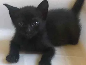 Gato raça Srd idade Abaixo de 2 meses nome Nina
