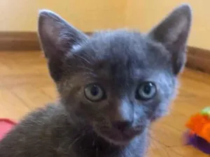 Gato raça Srd idade Abaixo de 2 meses nome Pedroca