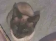 Nina