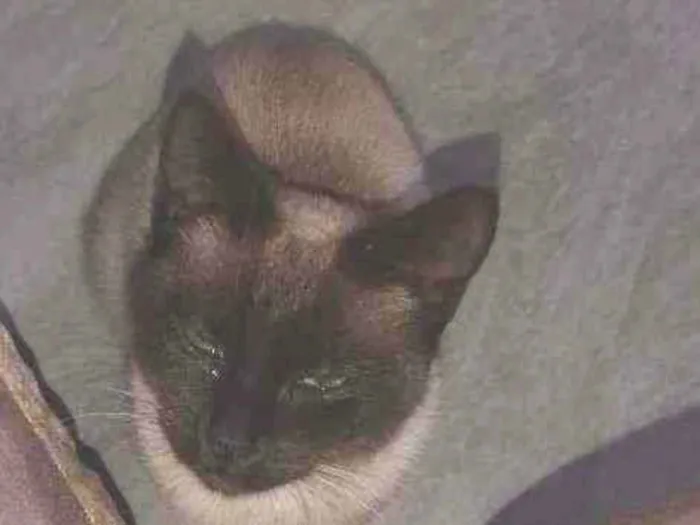 Gato ra a Siamês  idade 7 a 11 meses nome Nina