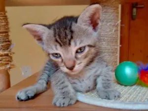 Gato raça Srd idade Abaixo de 2 meses nome Laurinho 