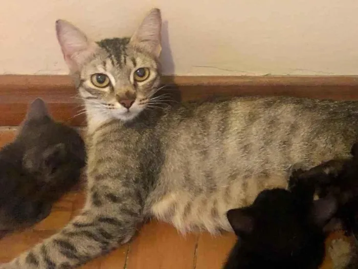 Gato ra a Srd idade 1 ano nome Frederica 