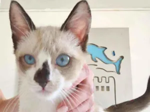 Gato raça SRD idade 2 a 6 meses nome MERLIM