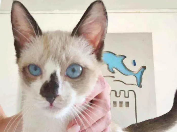 Gato raça SRD idade 2 a 6 meses nome MERLIM