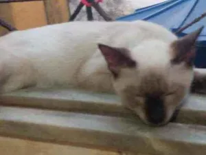 Gato raça Siamês  idade 7 a 11 meses nome Max Christopher 
