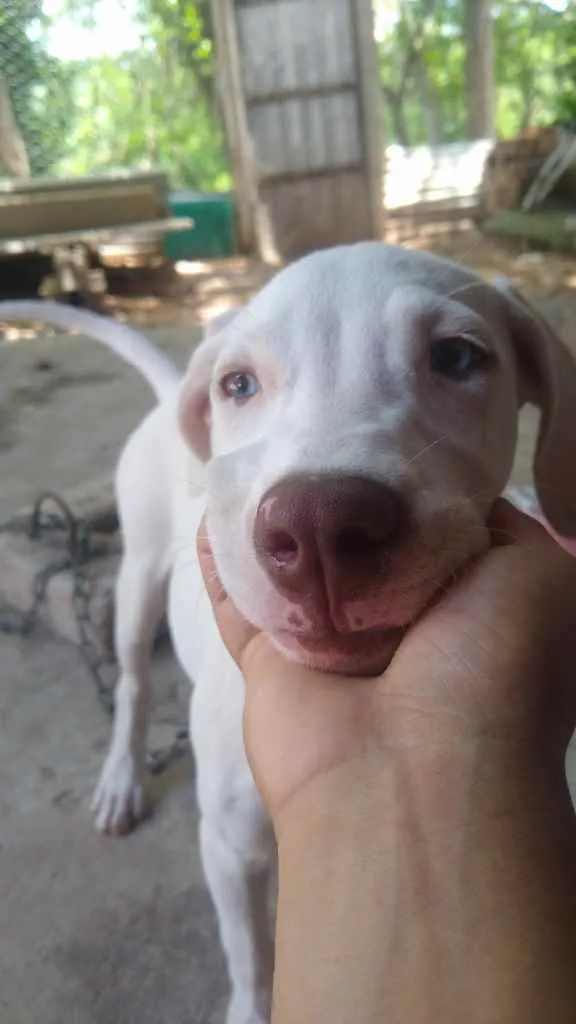 Cachorro raça Mistura de dálmata com Pitbull idade 2 a 6 meses nome Pérola