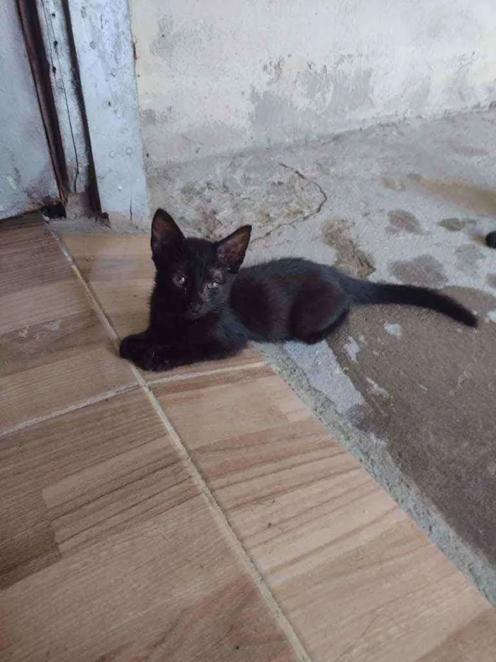 Gato ra a  idade 2 a 6 meses nome Simas