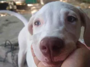 Cachorro raça Mistura de dálmata com Pitbull idade 2 a 6 meses nome Pérola