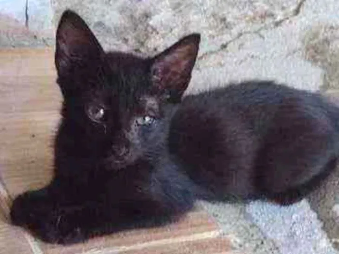 Gato ra a  idade 2 a 6 meses nome Simas
