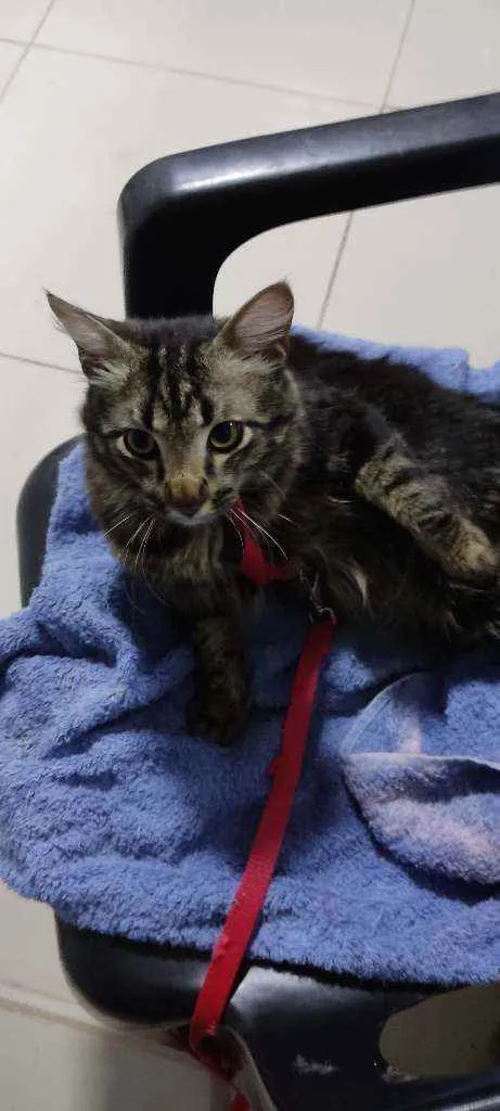 Gato ra a Siamês idade 2 anos nome Dimy