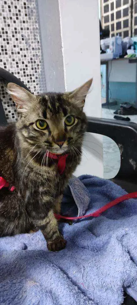 Gato ra a Siamês idade 2 anos nome Dimy
