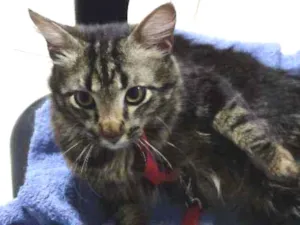 Gato raça Siamês idade 2 anos nome Dimy