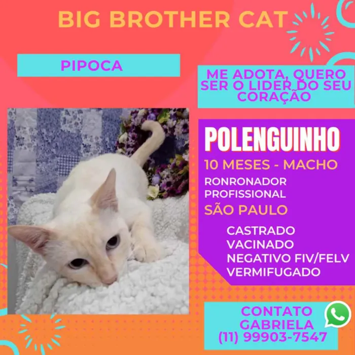 Gato raça Siamês yellow point SRD idade 7 a 11 meses nome Polenguinho castrado