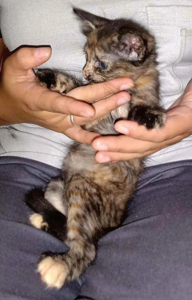 Gato ra a  idade 2 a 6 meses nome S/nome