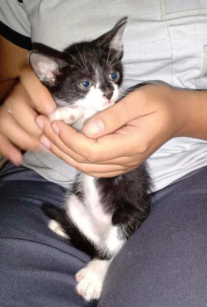 Gato ra a  idade 2 a 6 meses nome S/nome