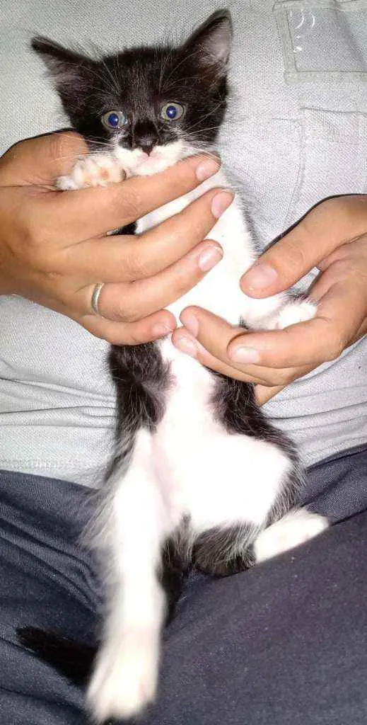 Gato ra a  idade 2 a 6 meses nome S/nome