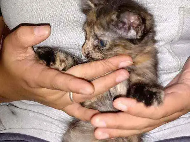 Gato ra a  idade 2 a 6 meses nome S/nome