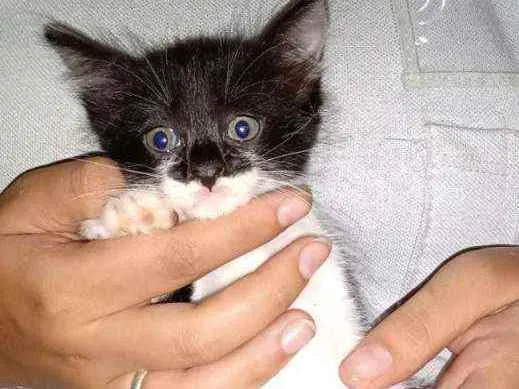 Gato ra a  idade 2 a 6 meses nome S/nome