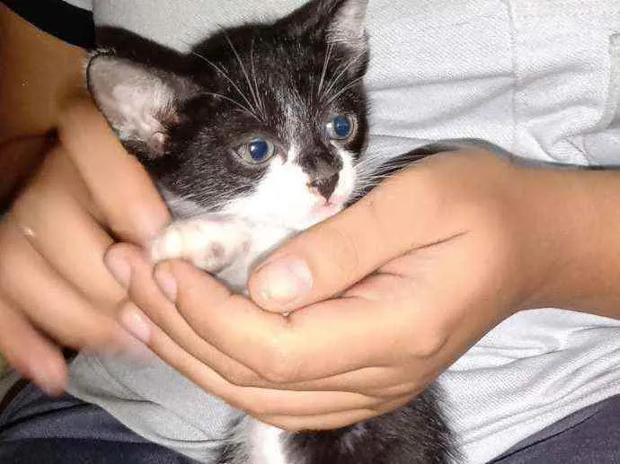 Gato ra a  idade 2 a 6 meses nome S/nome